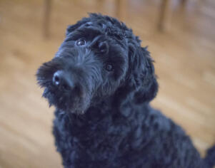 Maya Chen profile photo