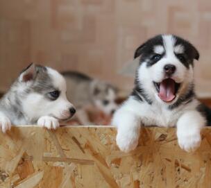 Maya Chen profile photo