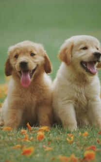 Maya Chen profile photo