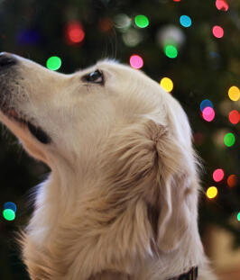 Maya Chen profile photo