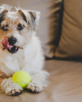 Maya Chen profile photo