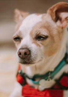 Maya Chen profile photo