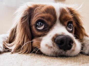 Maya Chen profile photo