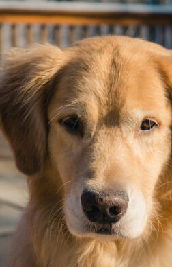 Maya Chen profile photo