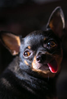 Maya Chen profile photo